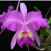 Cattleya lueddemanniana
