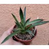 Agave ocahui v. ocahui