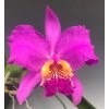 Cattleya lueddemanniana 'rubra'