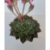 Graptopetalum bellum