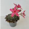 Graptopetalum bellum