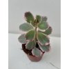 Kalanchoe fadtschenkoi 'variegata'