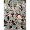 Kalanchoe fadtschenkoi 'variegata'
