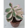 Kalanchoe fadtschenkoi 'variegata'
