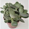 Crassula cotyledonis