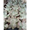 Graptoveria 'Opalina'