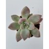 Graptoveria 'Opalina'