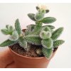 Delosperma echinatum