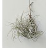 Tillandsia marconae (malý trs)