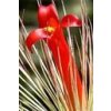 Tillandsia andreana (XL)