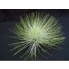 Tillandsia andreana (XL)