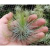 Tillandsia andreana (XL)