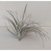 Tillandsia pohliana