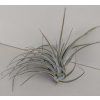 Tillandsia pohliana