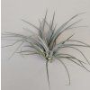 Tillandsia pohliana