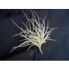 Tillandsia bandensis (trs)