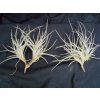 Tillandsia bandensis (trs)
