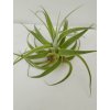 Tillandsia cacticola