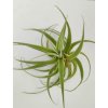 Tillandsia cacticola