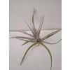Tillandsia toropiensis