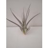 Tillandsia toropiensis