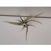 Tillandsia circinata (velká)