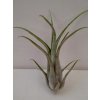 Tillandsia circinata (velká)