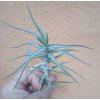 Tillandsia diaguitensis