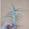 Tillandsia diaguitensis