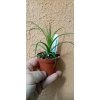 Tillandsia flabellata