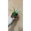 Tillandsia flabellata