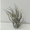 Tillandsia pruinosa f. Guatemala