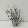 Tillandsia pruinosa