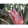 Tillandsia pruinosa f. Guatemala