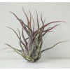 Tillandsia pruinosa f. Guatemala