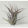Tillandsia pruinosa