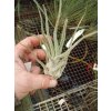 Tillandsia pruinosa f. Colombia