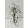 Tillandsia nana