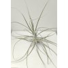 Tillandsia straminea