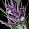 Tillandsia straminea