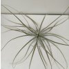 Tillandsia straminea