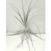 Tillandsia straminea