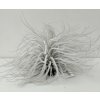 Tillandsia tectorum 'Snowball' (XL)