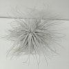 Tillandsia tectorum 'Snowball' (XL)