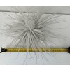 Tillandsia tectorum 'Snowball' (XL)