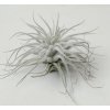 Tillandsia tectorum 'Snowball' (menší)