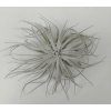 Tillandsia tectorum 'Snowball' (střední)
