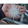 Tillandsia tectorum 'Snowball' (střední)