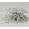 Tillandsia tectorum 'Snowball' (střední)