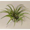 Tillandsia lautneri XL